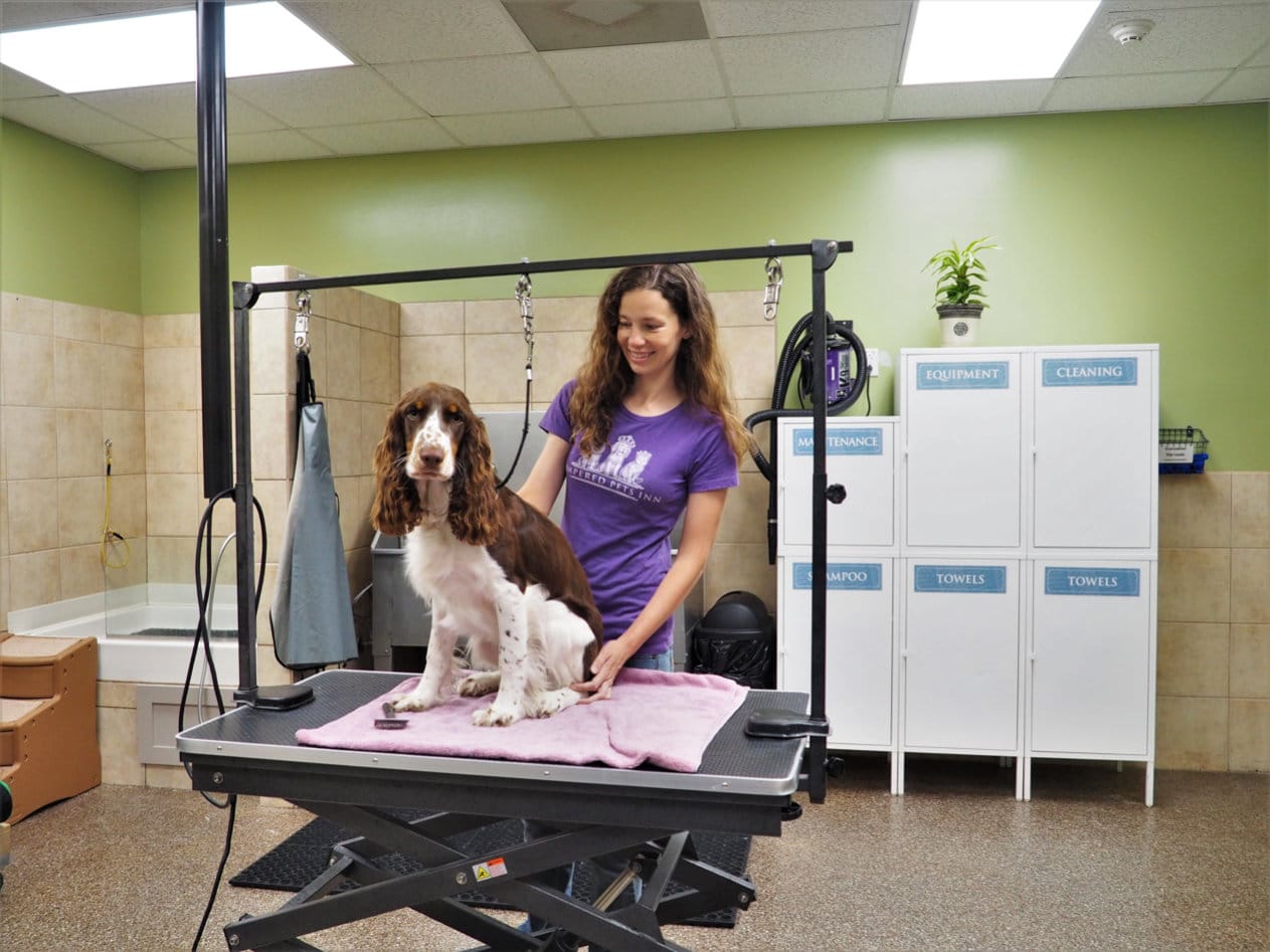 groomer working with a dog