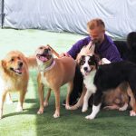 dogs and staff member playing outside