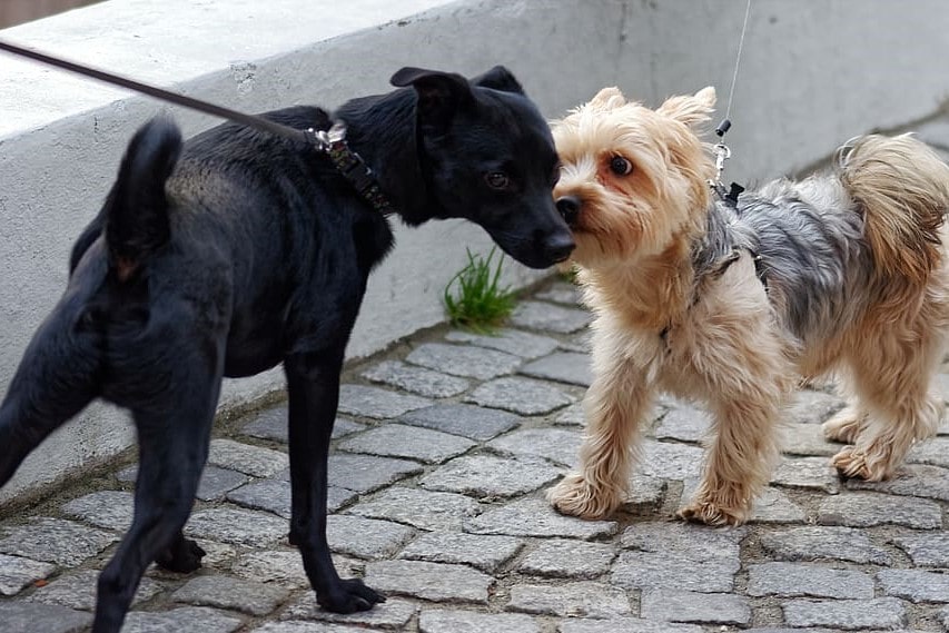 dog greeting dynamics