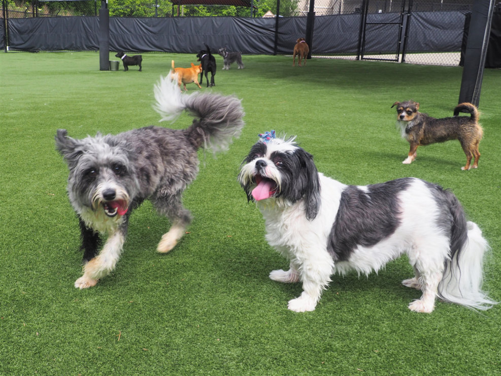 dogs on the playground