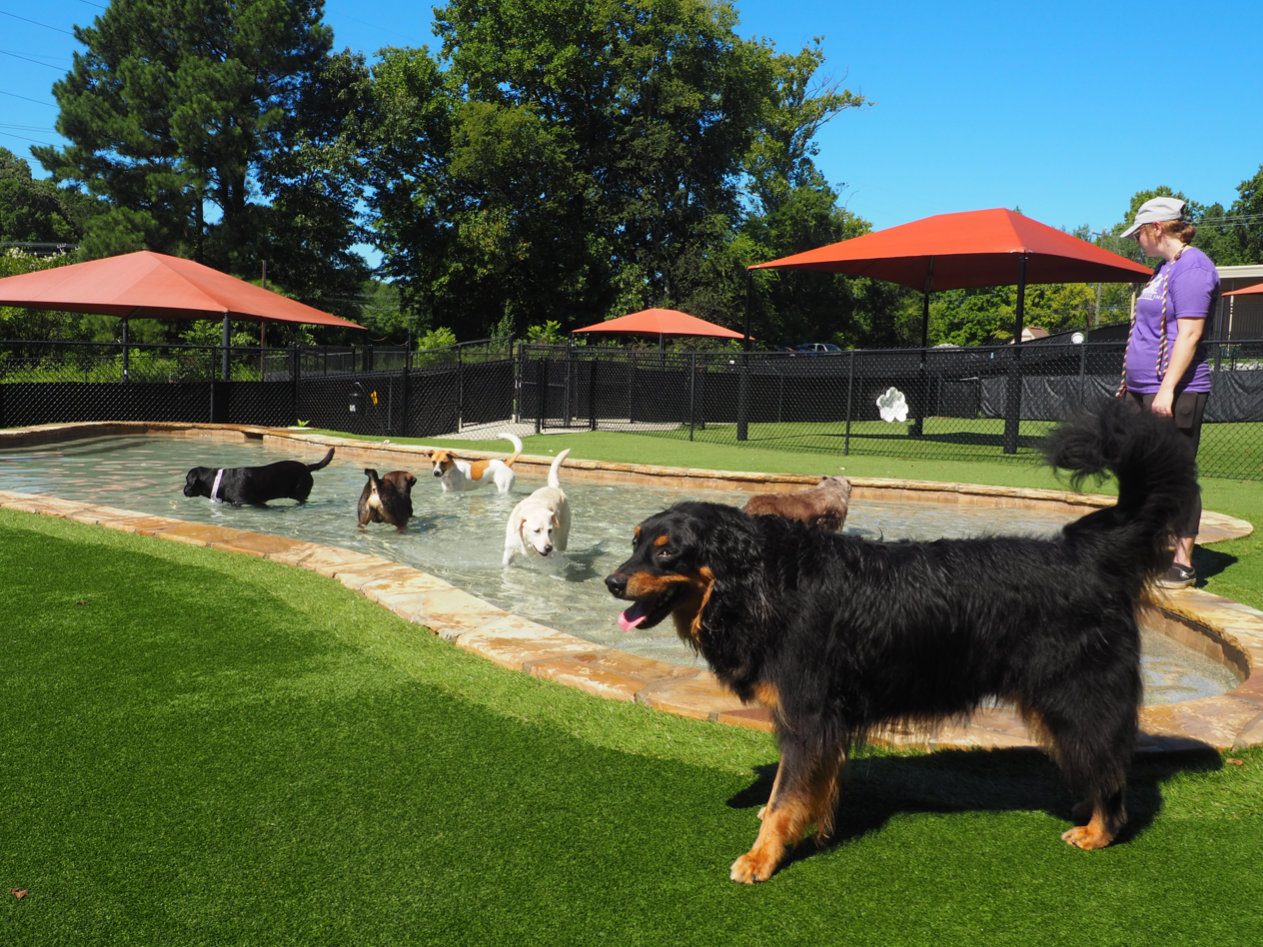 dogs playing in the pool