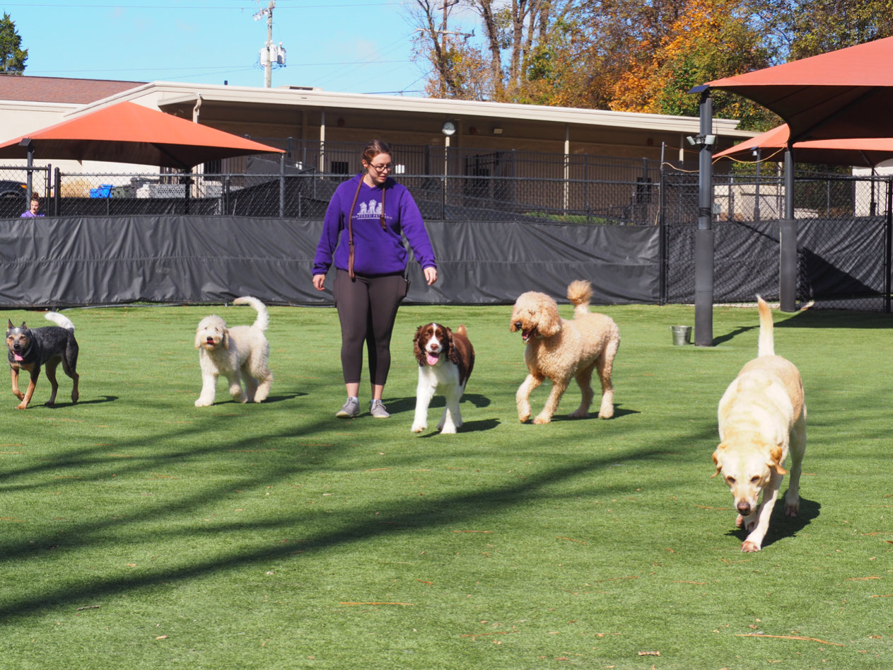 dogs and a staff member on the playground