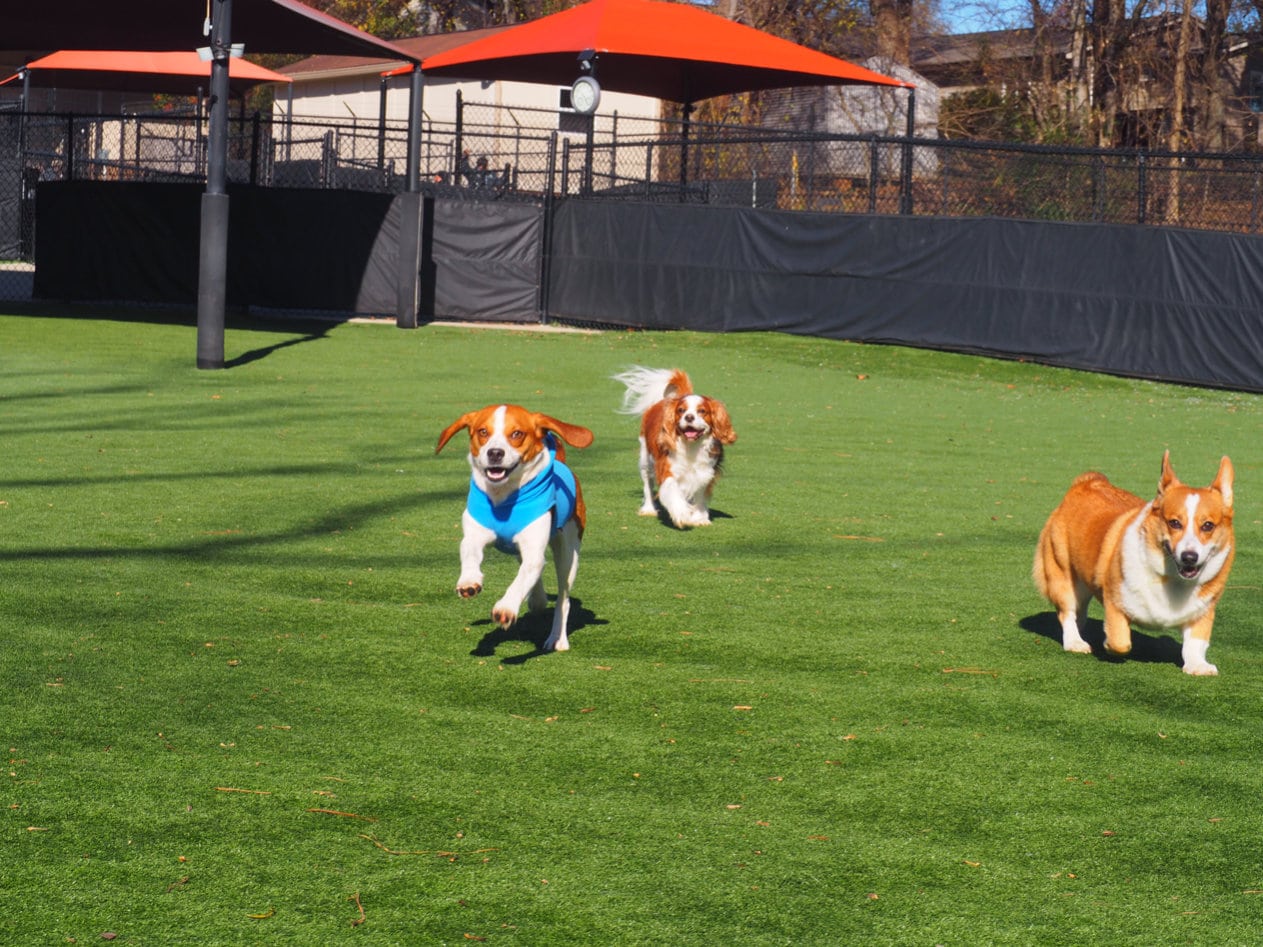 dogs on the playground