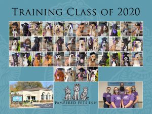 Pampered Pets Inn 2020 training class