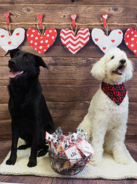 Valentine's Day dogs