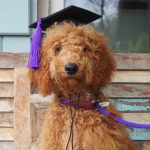 dog graduating from Pampered Pets Inn training