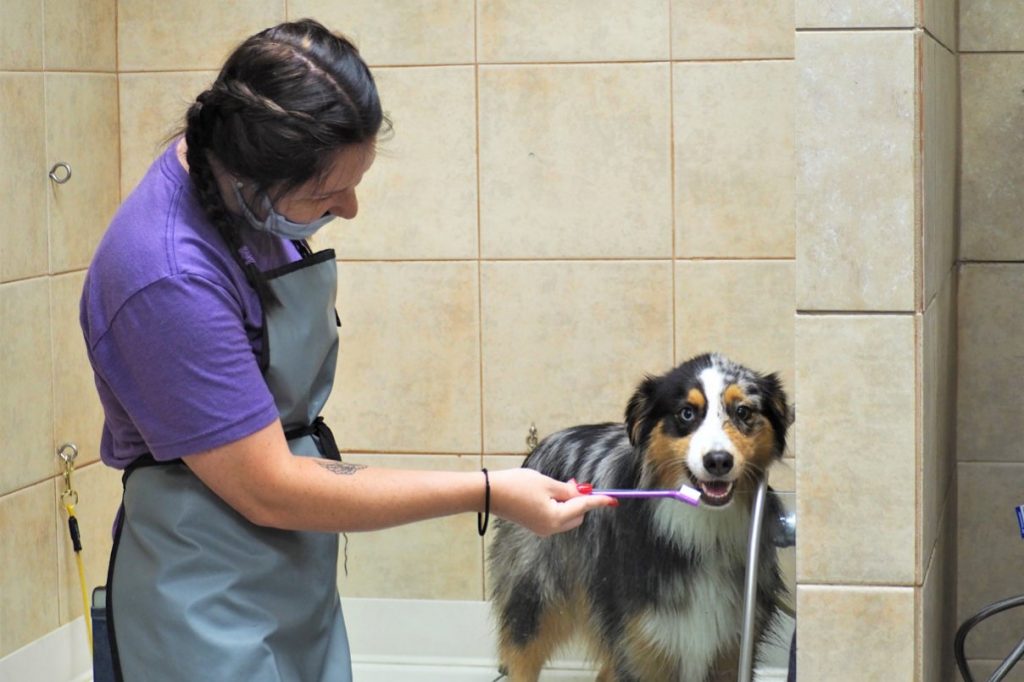 groomer brushing dog's teeth