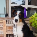 dog graduating from Pampered Pets Inn training
