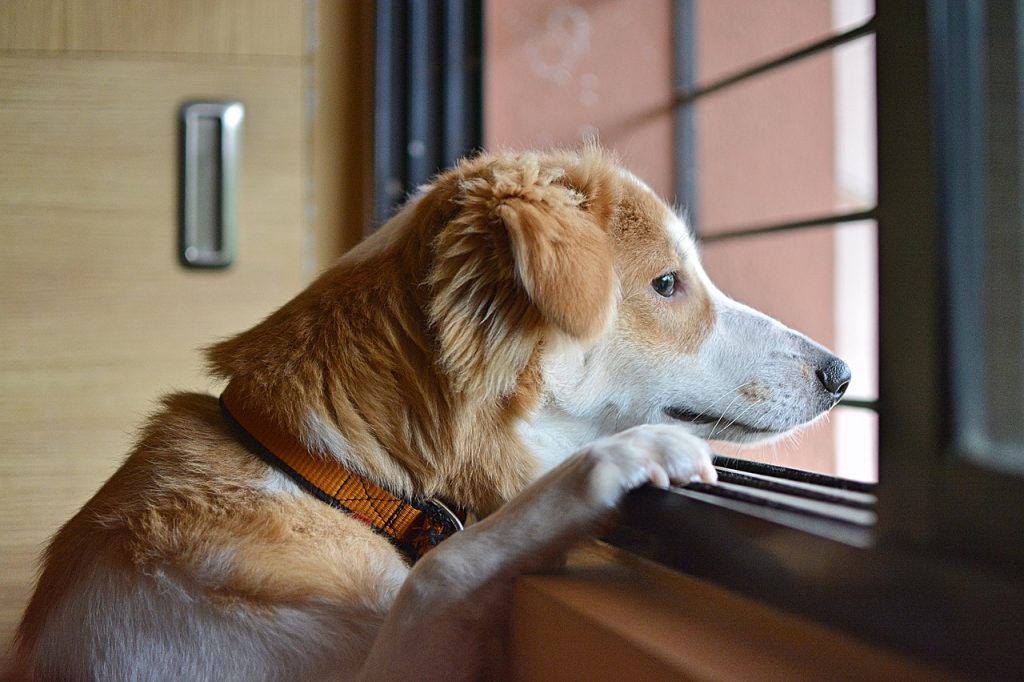 dog waiting for someone to come home