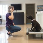 trainer working with a dog