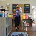 Dog trainer walking a dog