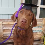 Dog Training Graduate