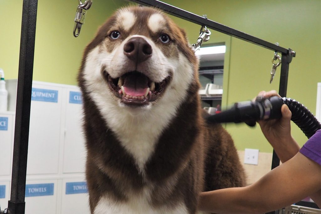 groomer working with a dog
