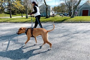 woman walking a dog