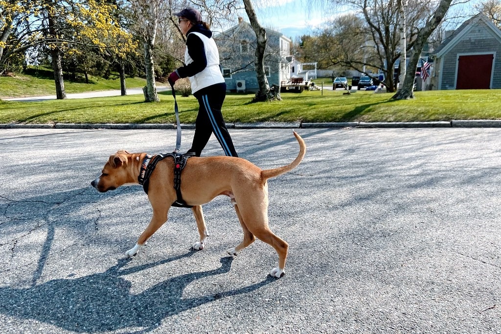 woman walking a dog