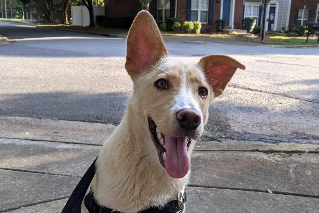 dog wearing a leash