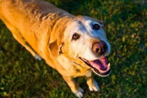 senior dog looking up at the camera