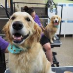 dogs having a spa day