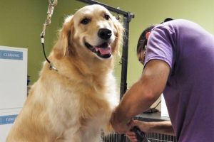 Dog enjoying a spa day