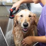 Dog Bath