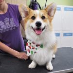 Dog Spa after picture: dog wearing a bandana