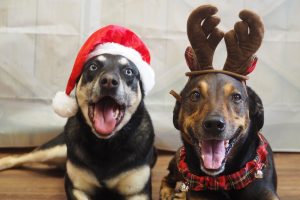 dogs wearing Christmas hats