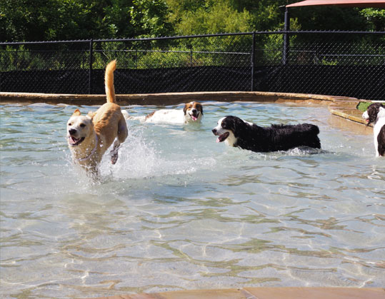 Dogs playing in the pool