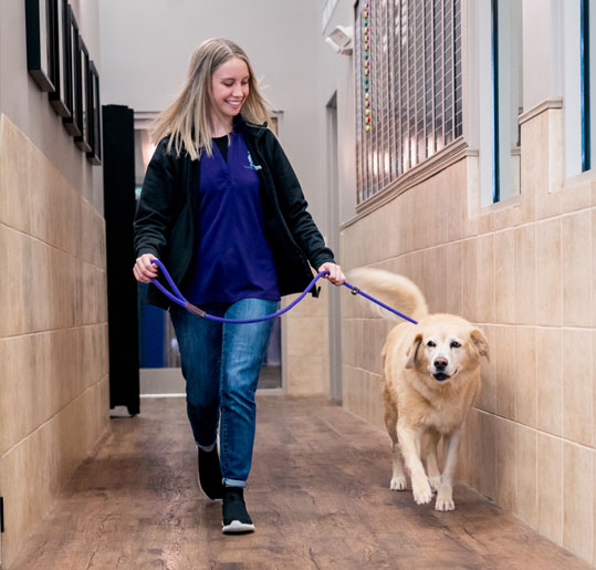 Staff walking with a dog