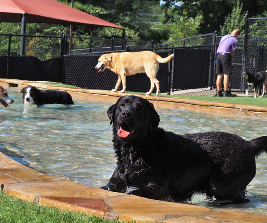 Labrador Retriever playing in the pool