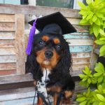 Dog training graduate