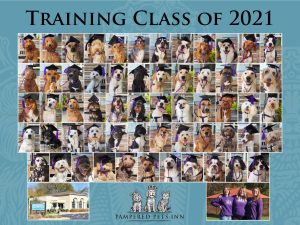 graduating training dog