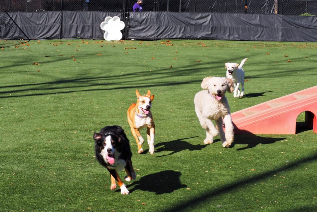 dogs in the yard