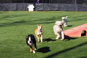 dogs in the yard