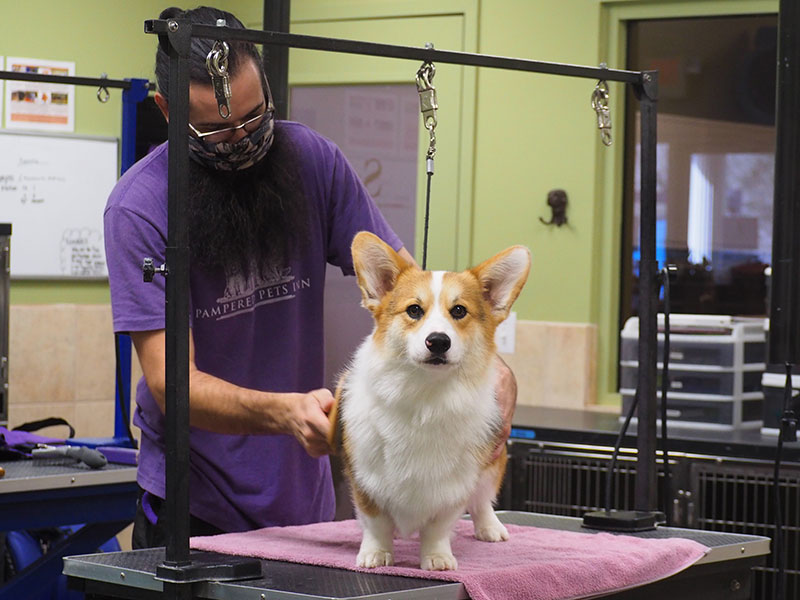 Dog grooming trimming a dog's fur