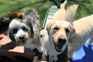 two dogs looking happy