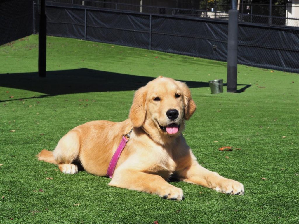 golden retriever relaxing in the grass