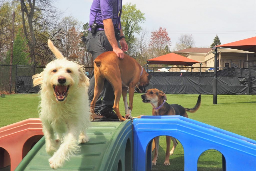 dogs on the playground