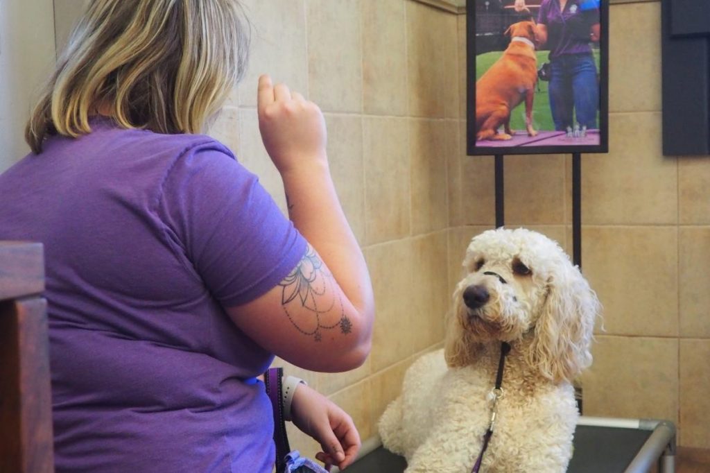 trainer working with a dog