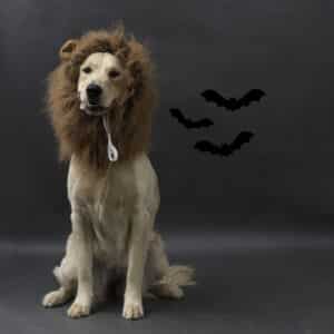 Halloween Celebration costume contest participant