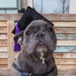 Dog in graduation hat.