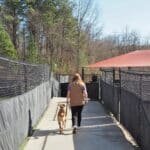 Dog trainer walking a dog outside