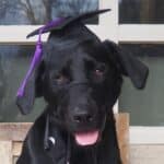 Dog in graduation hat.