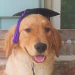 Dog in graduation hat.