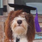Dog in graduation hat.