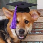 Dog in graduation hat.