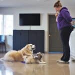Dog trainer practicing the "Look" command with 2 dogs