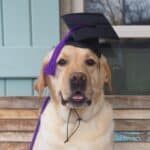 Dog in graduation hat.