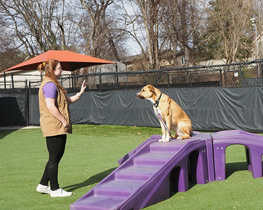 trainer working w/dog on stay