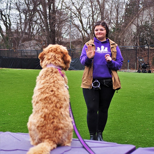 trainer working w/a dog on stay