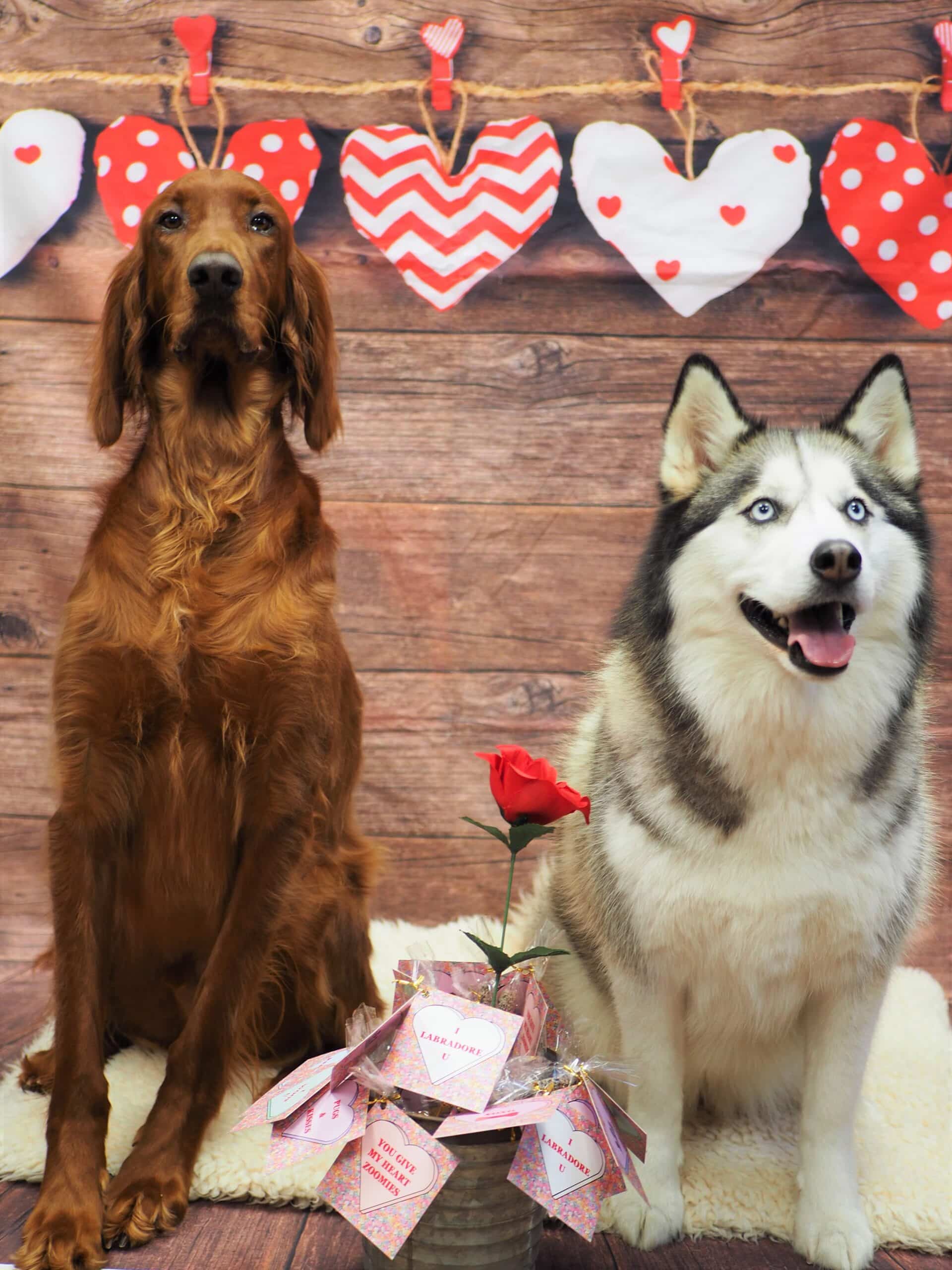 2 dogs posing together in front of a Valentine's backdrop
